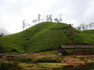 Tea laden hills