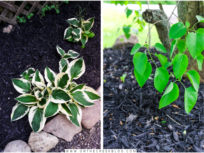 fresh mulch in our yard | on the creek blog // www.onthecreekblog.com