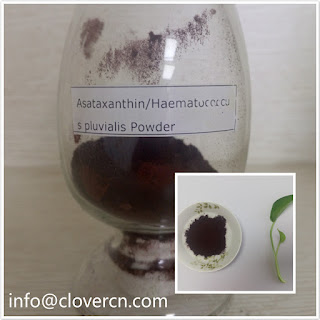 Natural astaxanthin Hematococcus pluvalis