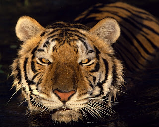 foto de tigre bravo