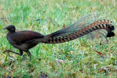 Burung lyrebird, foto dari flickr