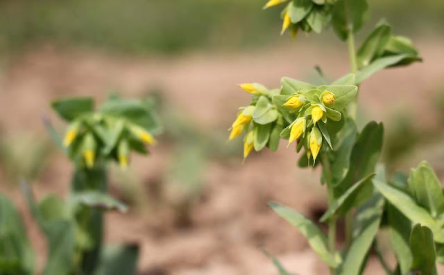 Cerinthe Minor Flowers Pictures