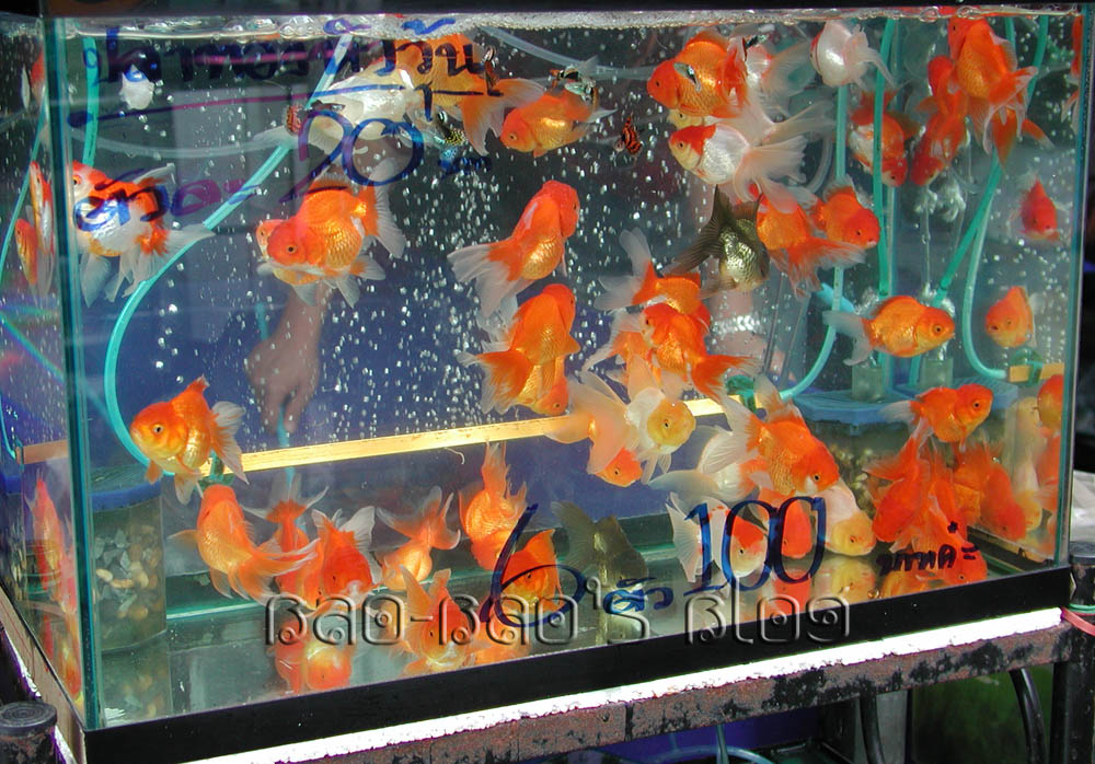 goldfish eggs pictures. goldfish eggs in tank. how do
