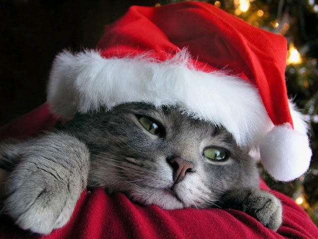 Cute Cat Christmas Wallpaper
