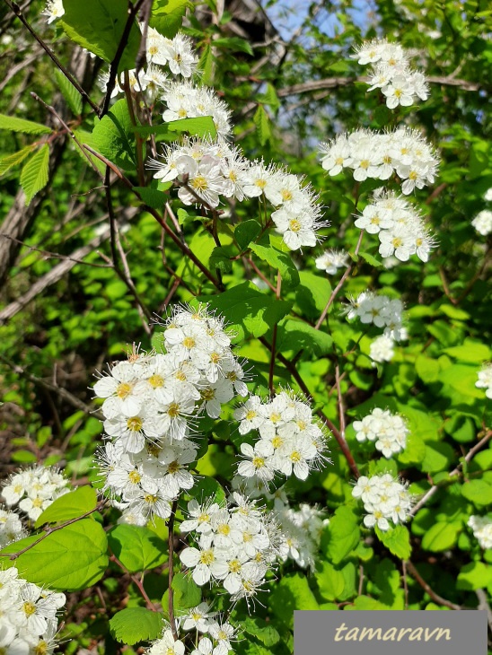 Смотрите также тему:  Спирея уссурийская / Таволга уссурийская (Spiraea ussuriensis)