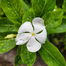 Flower on a rainy day