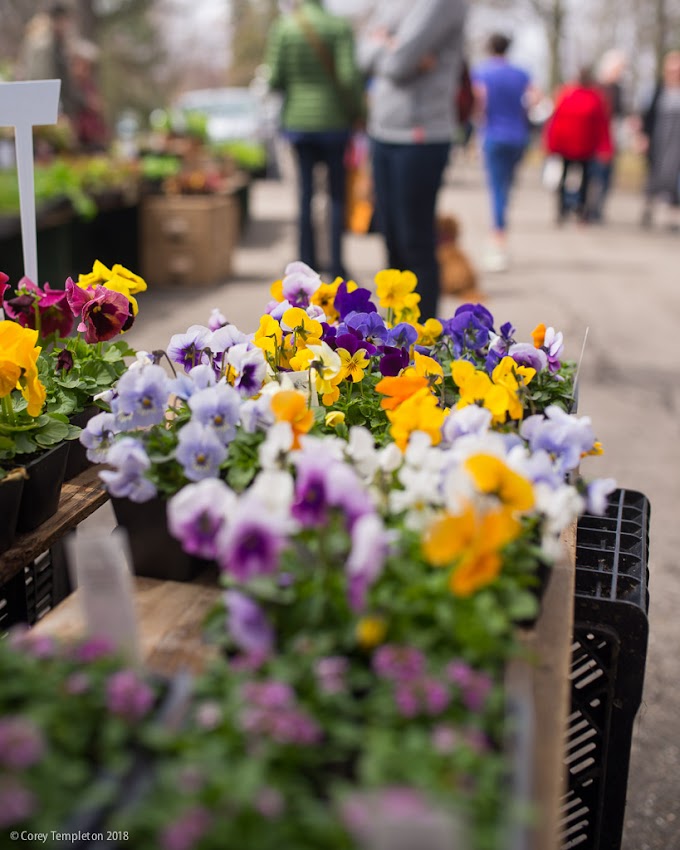 Portland, Maine USA April 2018 photo by Corey Templeton. A nice stroll through the first outdoor season Portland Maine Farmers' Market in Deering Oaks Park today.