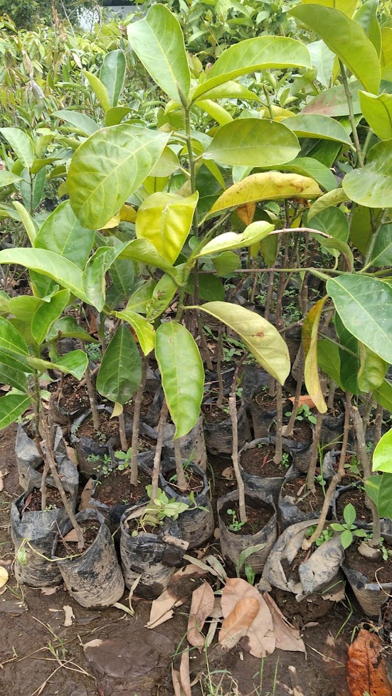 jual bibit tanaman cempedak durian unggul surabaya Sumatra Selatan