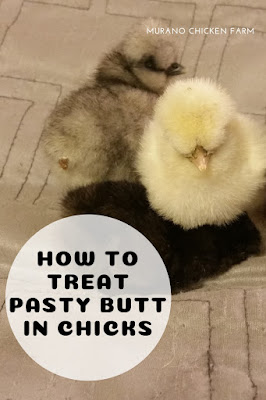 How to treat pasty butt in chicks.