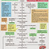 pathway meningitis