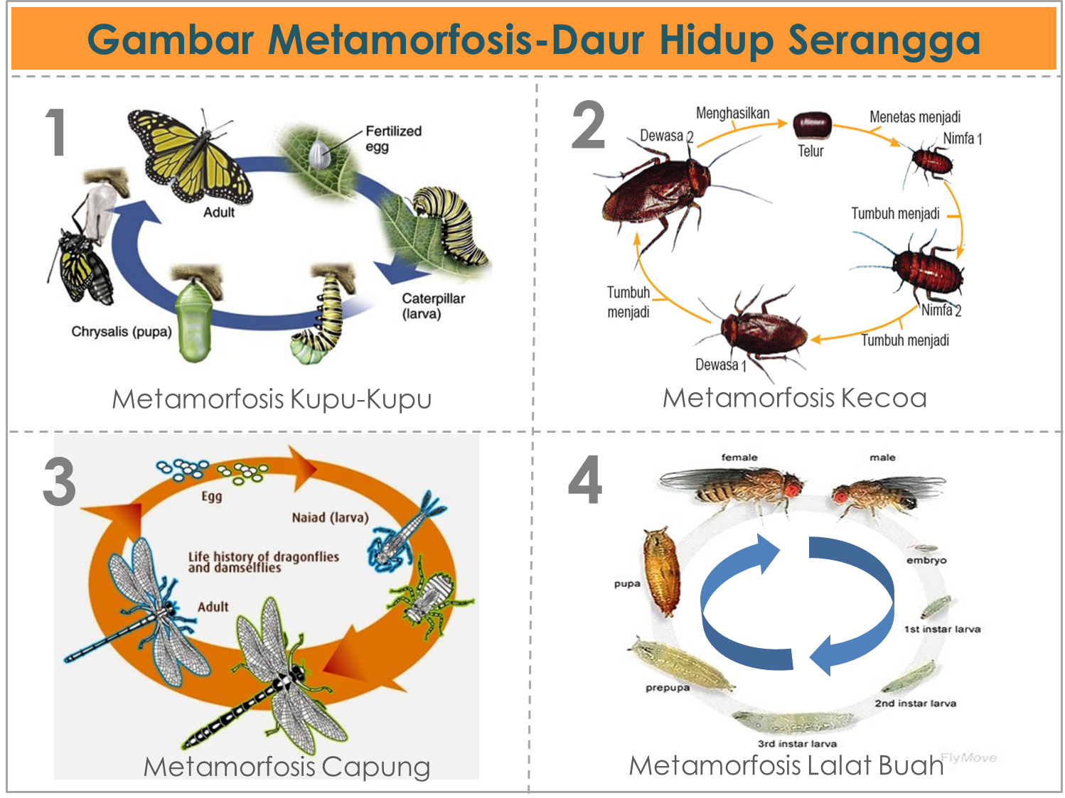 GAMBAR METAMORFOSIS DAUR  HIDUP  PADA SERANGGA DAN  AMFIBI 