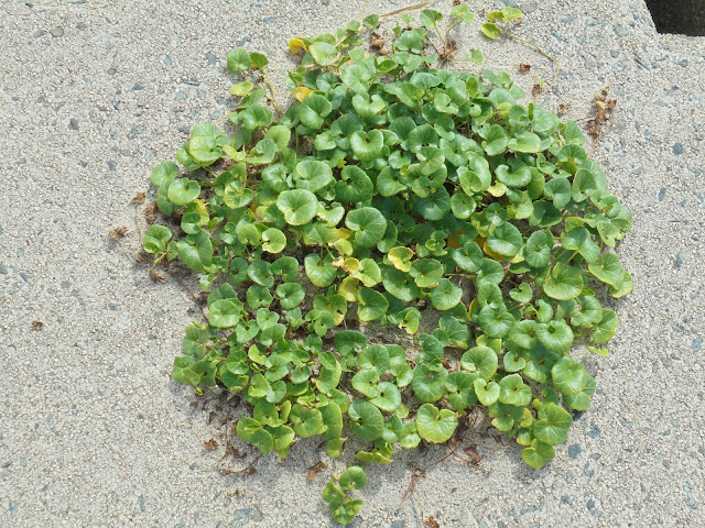 かわいい自然の鉢植え