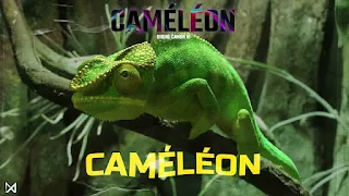 Didine Canon 16 — CAMELEON Lyrics
