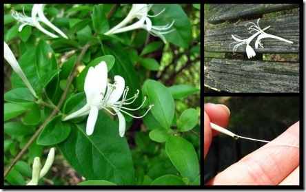 honeysuckle