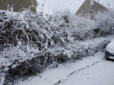 Dichtbegroeide en besneeuwde struiken