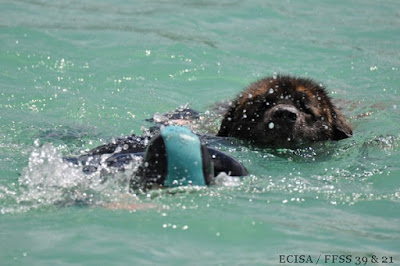 Binôme Maître-chien Sauveteur Aquatique à la Base de Bellecin  JD Amet Photographe 02 limittrophes (Ain) 