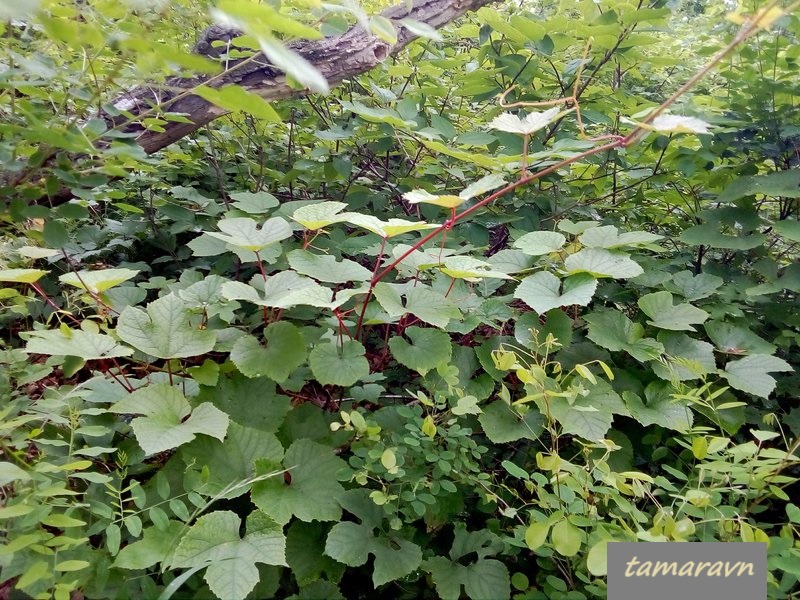 Виноград амурский (Vitis amurensis)