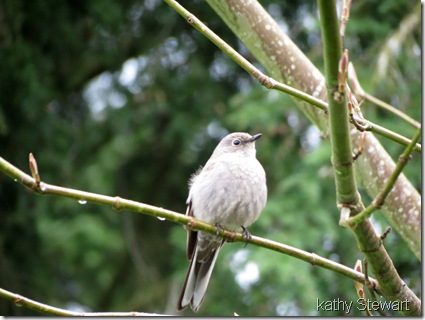 Townsend's Solitaire