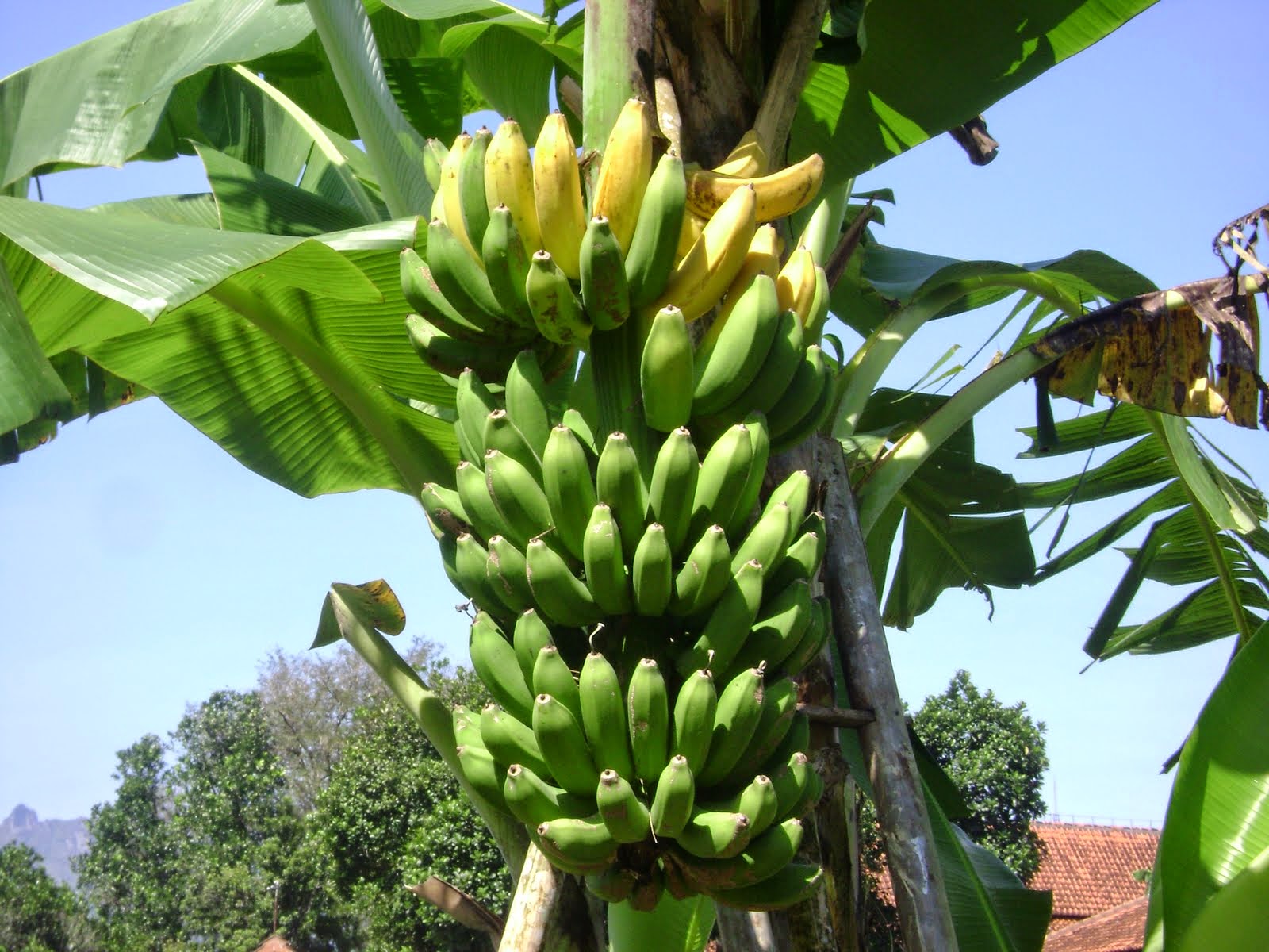 Pelajaran Ikhlas dari Pohon  Pisang  Cinta Putih Zahra