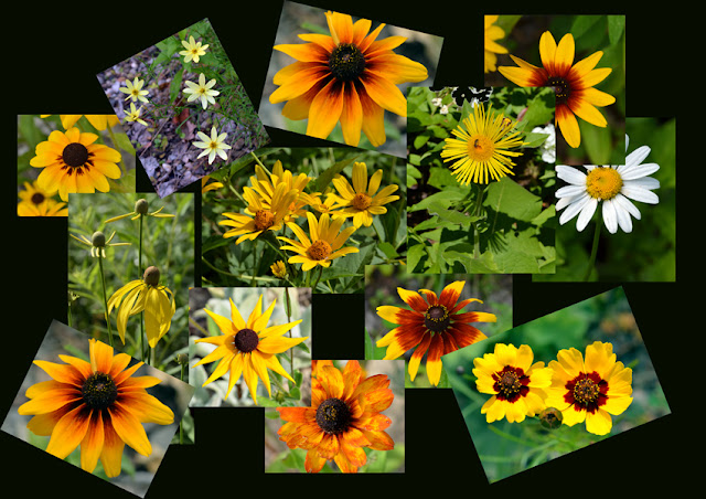 yellow daisy collage