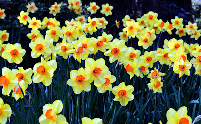 Atlanta Blooms!, Atlanta Botanical Garden