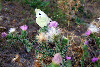 Mariposa tomando la miel de las flores