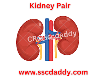 Kidney image