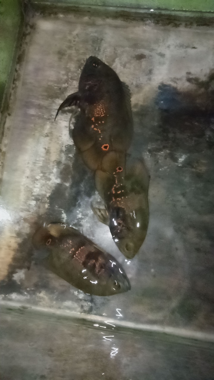 Jual Ikan Oscar Murah 9 Ekor Tidak Bisa Beli Satuan Daerah Citayam dan Bojong Gede
