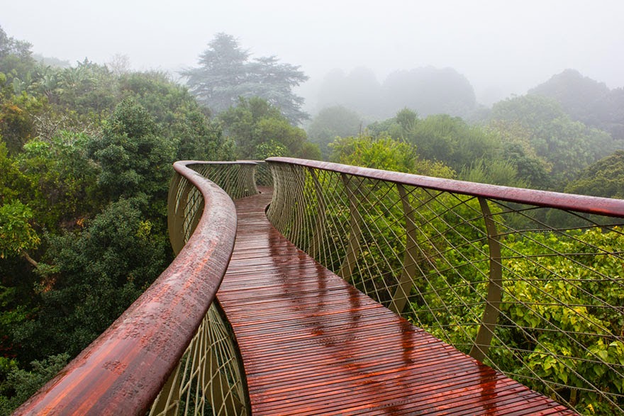 This Canopy Walkway In Cape Town Allows You To Walk High Above The Trees