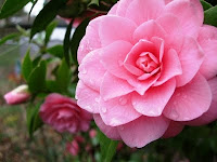 Pink camellia