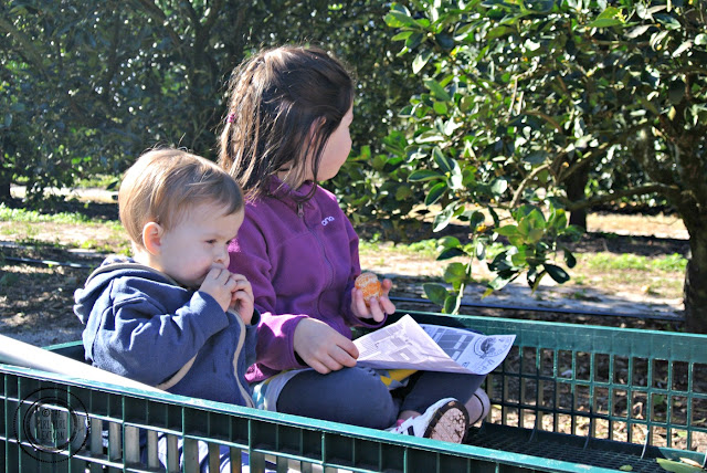 Orange picking in Orlando, Florida