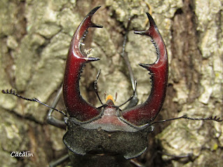 Lucanus (Lucanus) cervus cervus male IMG18692