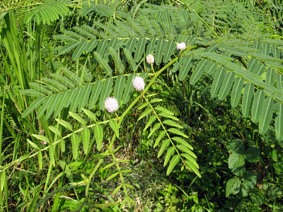 mimosa pigra, flower