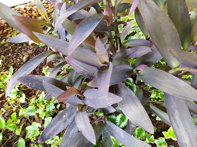 Amor de hombre (Tradescantia pallida (Rose) D.R.Hunt).