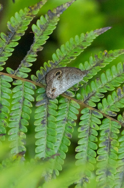 Common Three-Ring (Yphthima pandocus)