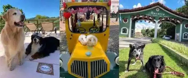 Uma iniciativa arrojada, diferente do que existe, que irá elevar o município para outro patamar de turismo. É esta a proposta do projeto Socorro Destino Petfriendly, da Estância Hidromineral de Socorro - cidade turística localizada no Circuito das Águas Paulista e referência em aventura e ecoturismo. Com diagnóstico, treinamento, capacitação do trade, validação com selo, engajamento dos empresários, ações socias e incentivo público, Socorro quer ser “a cidade mais petfriendly do Brasil”.