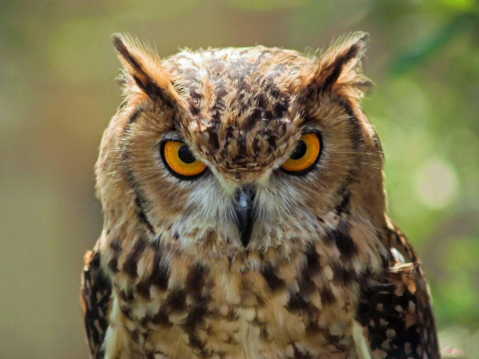  ANIMALS  PICTURE GAMBAR  BURUNG HANTU Owl Bird Pictures 5