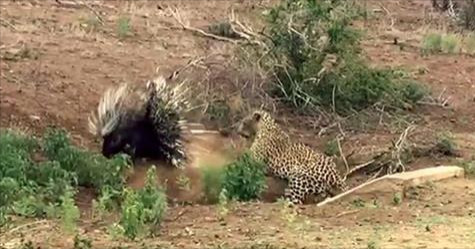 ខ្លារខិន​​ និង កាំប្រមា តើសត្វមួយណាឈ្នះ? កាំប្រមាព្រឺសម្បុរពេញដោយរោមបន្លា ខ្លារខិននឹងចាត់ការកាំប្រមាយ៉ាងណា? មានឃ្លិបឱ្យមើល! Leopard vs. Porcupine: A Prickly Standoff (VideoClip)