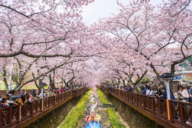 Chùm ảnh đẹp Hoa Anh Đào Nhật Bản vào tháng 02/2020