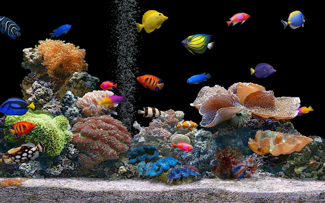 Background For Aquarium6