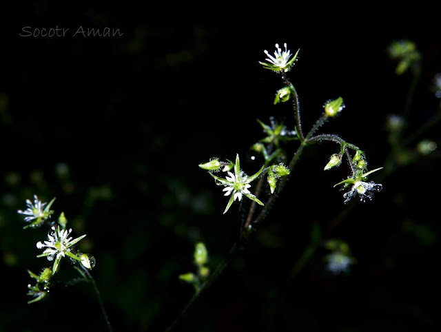 Stellaria monosperma