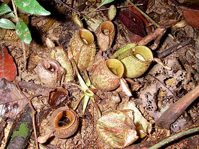 Pitcher plant (Nepenthes ampullaria)