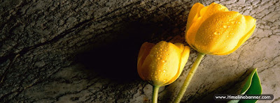 Two Wet Yellow Tulips Facebook Timeline Cover