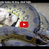 Biggest Anaconda Snakes Found - Some Facts About It!