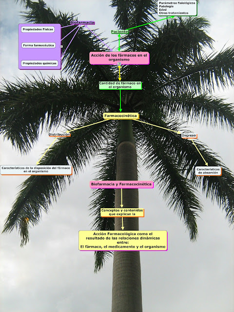 Mapa conceptual