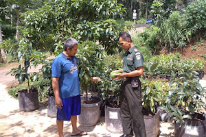 Budidaya Bibit Buah Alpukat Karonto, Upaya Tingkatkan Ekonomi Keluarga