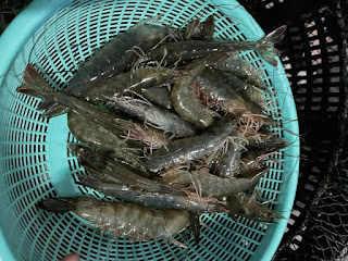 白蝦殼薄易撥Q脆彈牙料理多元，煎煮炒炸美味不受限。