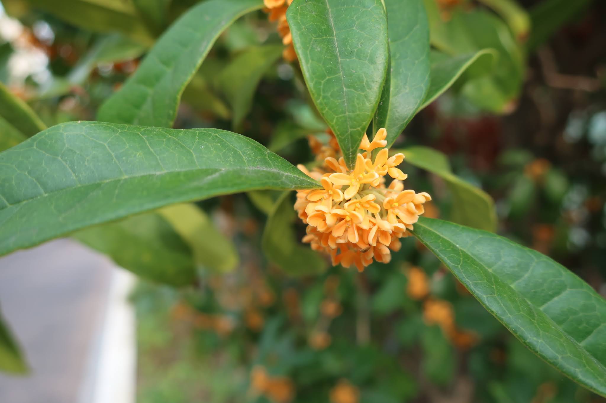 Kei Narujima なるじまけい Osmanthus Fragrans Var Aurantiacus 金木犀 キンモクセイ