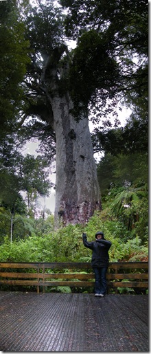 big_tree_1