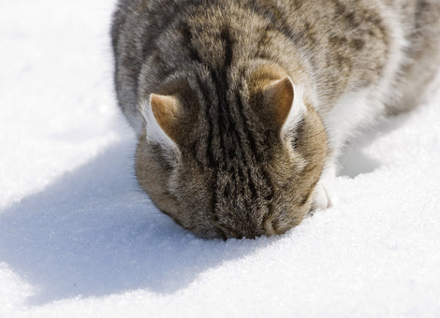 Cute animals in snow wonderful pictures